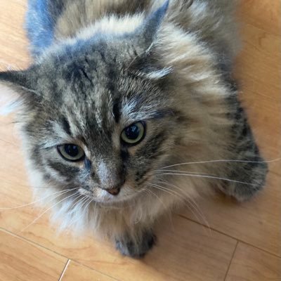 nekomarusuneko's profile picture. 猫🐱 懸賞★ 公営ギャンブル🎰 7回目の🧊 知ってる方はお願いします😸 #マルスの当選報告 🐌