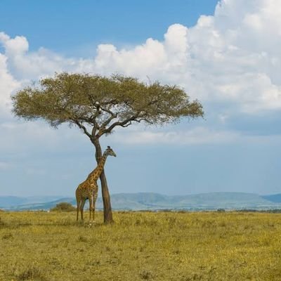 ki_wood_ki's profile picture. サバンナの木です。バーチャルボーイで遊んだことあります。推し阿部共実、舐めた犬、ダークネス山本、なか憲人