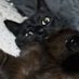 🦂🐈⬛🌹💀💀🌹🐈⬛🦂 (@thsirt75508) Twitter profile photo 🦂🐈⬛🌹💀💀🌹🐈⬛🦂 (@thsirt75508) Twitter profile photo
