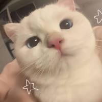 PawfectLoop's profile picture. Addictive cat loops & tiny meows 🐱🎥