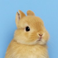 bunnybunnypie (@whisperlovesong) 's Twitter Profile
