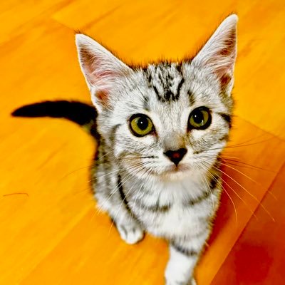 アメショー🚺2023.1/25〜我が家へ来た天使🐈♡猫ちゃん大好きですが、動物全般大好きです✨普段はおうちでパンやお菓子作りしてます♪ヨガにも最近ハマっています🤸🤍マイペース更新で日常を載せていきます😆✏️みなさん気軽にフォローしてください💓勧誘はごめんなさい🆖