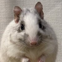 デグーのちゅう (@hi_chew_chan) 's Twitter Profile