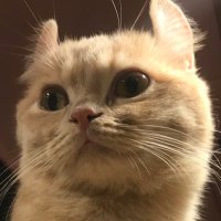 愛嬌spa@Y子ちゃん。 (@aikyospa_kyujin) 's Twitter Profile