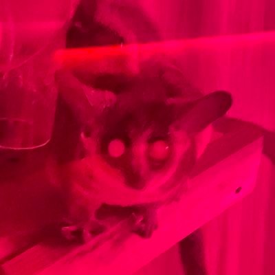 akiakane1999's profile picture. わんこそば