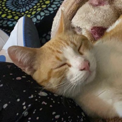 Norget815993's profile picture. miau porra