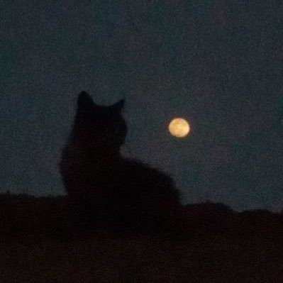 zedotron's profile picture. 