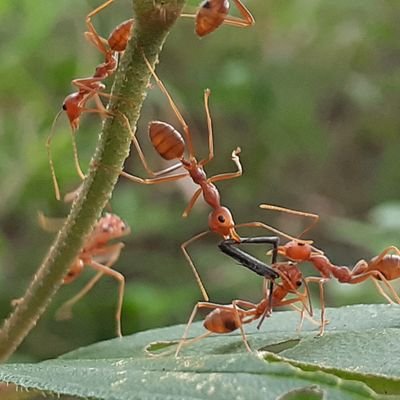 metaroem's profile picture. metaroem.management@gmail.com