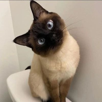 canariocu's profile picture. 