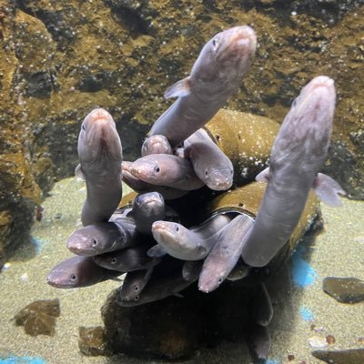 18888IR's profile picture. テニスと木軸ペンと猫が好きです(猫アレルギー)