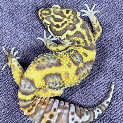 レオパ、ニシアフを飼育しています。同じ趣味の方々と繋がりたいので無言フォローお許しください。自慢の仔達を載せまくります。