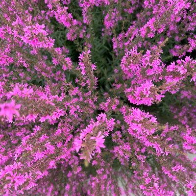 crescentmooonn's profile picture. of the Muslims, a work in progress, I hope💞