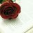 asoma__l's profile image