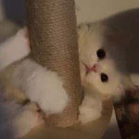 ป๊อปปี้ ˖ ࣪⊹𐙚 (@bidibabbidibooo) 's Twitter Profile Photo ป๊อปปี้ ˖ ࣪⊹𐙚 (@bidibabbidibooo) 's Twitter Profile Photo