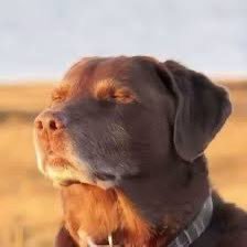 joshdunvibrator's profile picture. 😭😭😭😭😭😢😢 evilfreakness priv.