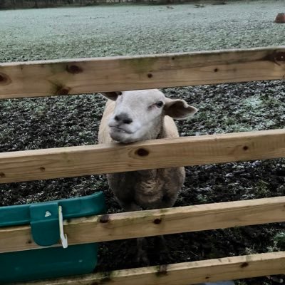 MrACountryman's profile picture. Countryman, Fishing, Clay Shooting, Smallholder, Sheep, Goats, Chickens, Ducks, Cats, Dog, and live with the most beautiful and caring woman in the world.