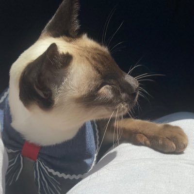 morning my new nickname I has_king_of_kerswell NOPOLITICS all cats welcom #mdh#ZSHQ member 2 save da world🌍 an our feline friends & humans 🐾6
