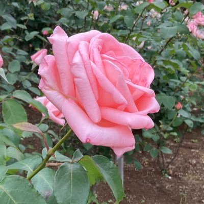 ぺんぺんさんのプロフィール画像