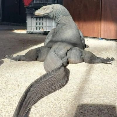 DragonBoiHH1's profile picture. Greetings. I don't post much. I mainly sleep from 10 PM - 6 AM Central Time Zone. I can't usually reply on weekdays from 7 AM - 4 PM. I am busy quite a bit.