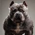 Ace of Trades1 (@acethebullly1) Twitter profile photo Ace of Trades1 (@acethebullly1) Twitter profile photo
