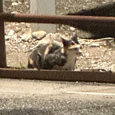 VRC 1000000000000FPS 積みゲーが多すぎて体が足りない アカウント分けません。面倒なので👐VALORANT始めました。