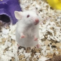 Waffles_is_here (@here_waffl78476) 's Twitter Profile