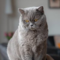 Miepie (@miepie2013) 's Twitter Profile