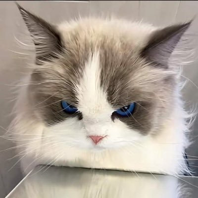 HengyuZ520's profile picture. 