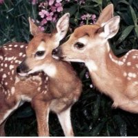F (@nuxil_8) 's Twitter Profile