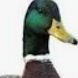 SaltKoya's profile picture. what it's quacked up to be