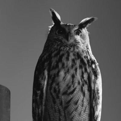 OVO🦉
Nation of Drizzlam 
 🌌☄️🌃⛈️🌊🌳