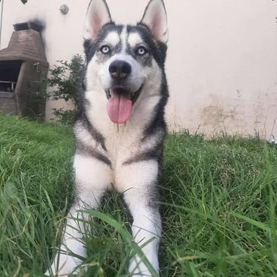 RegiCow's profile picture. No van a volver.