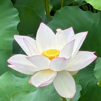 こはくさんのプロフィール画像