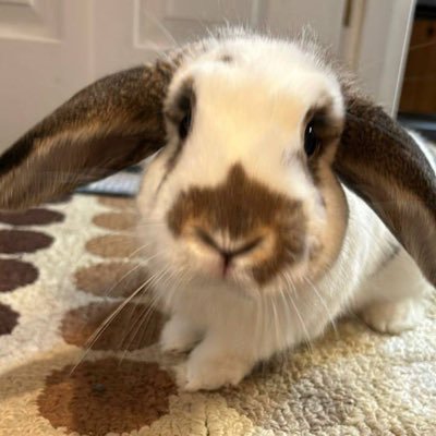 $LOLA 🐰 @solporttom’s pet and the official dev bunny of @bonk_fun