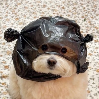 Bong0iQ's profile picture. 교수님 잘 지내시죠. 전 경쟁 악귀가 되었습니다