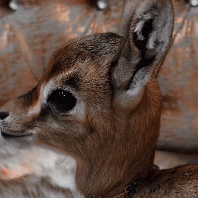 Nchhhx's profile picture. مرحبـاً \ أنا أقرب ما أقوله عن نفسي : قلبي شغوف وخاطري سمّح  ، أحب القصيّد اللي يفتح مواجعٍ قديمة ،