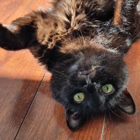 Michelle (@felinex333) 's Twitter Profile Photo