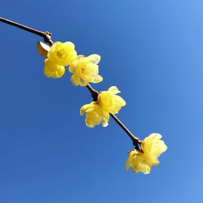 俳号:川越羽流(かわごえはる)。
いつき組。2020年🌛月組。
ログインできなくなり、新しく作りました。よろしくお願いします。