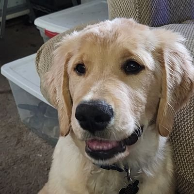 Sports enthusiast, Golden Retrievers are the best, Red,White, and Blue forever.