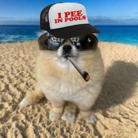 Chad 🐶 🛹 🕶️ (@chad_calls) 's Twitter Profile Photo Chad 🐶 🛹 🕶️ (@chad_calls) 's Twitter Profile Photo