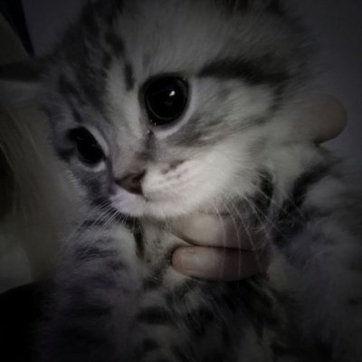 wraithqf's profile picture. BST  ( my timezone..i think?? )