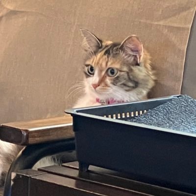 masaki_castella's profile picture. 大自然のような心地よいコミュニケーション縄を目指す縛り手です🪢一縄会講師になりましたがまだまだ修行中🔰パートナーができました✨