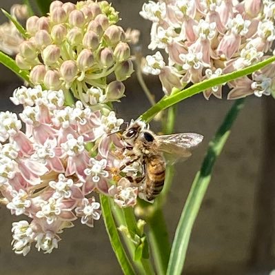 USofARando's profile picture. Gardening 👩🏻‍🌾🌱/ Reading 📚/ Save California! / No DMs