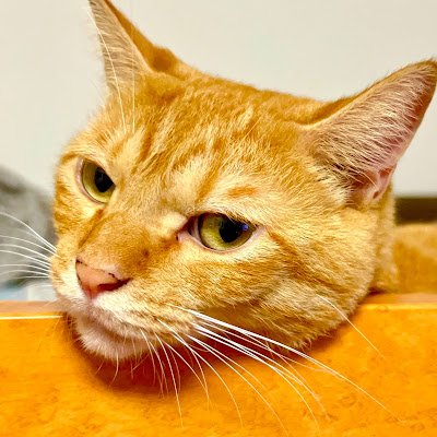 takataka_tech's profile picture. IT Engineer in Okinawa 🐦️