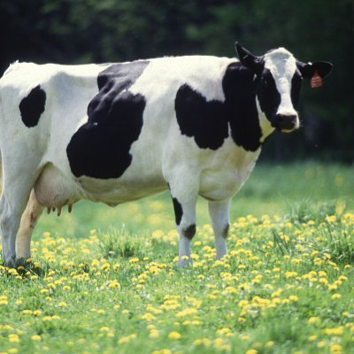 cowcreamcrypto's profile picture. owner @CryptoAUD