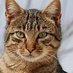Realf The Cat (@jxh_dio) Twitter profile photo Realf The Cat (@jxh_dio) Twitter profile photo