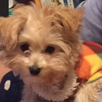 制作会社2社と提携中のWebコーダー|元飲食業界|HTML/CSS/Sass/JS/jQuery|WordPress対応可|丁寧な仕事を心がけてます| お仕事のご依頼はDMへ✉️