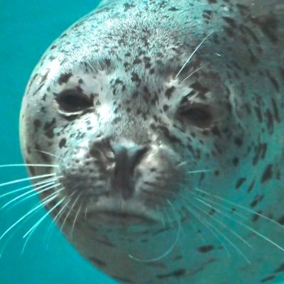 多趣味なアザラシ好きのペンギスト🔰🦭🐧 かさりんのレクス、しなすいのしぶきが大好きです👑💗