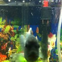 fred pope - @easyleeski - Twitter