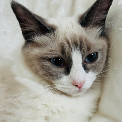 nekkokawaii32's profile picture. 参政党応援アカウント🍊 日の丸が好き。君が代が好き。猫と日本が大好き。参政党を応援してる方フォロバ100%(制限があるのですぐにフォローできないことがありますが必ずフォロバします)